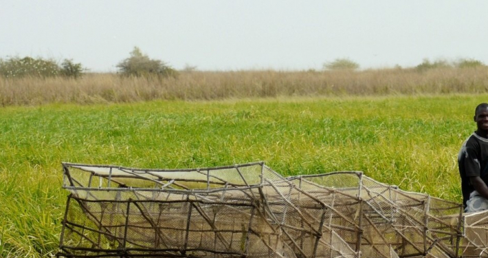 Fotografie: Inner-Niger Delta-fishermann. Bron: Wetlands International (Jane Madgwick)